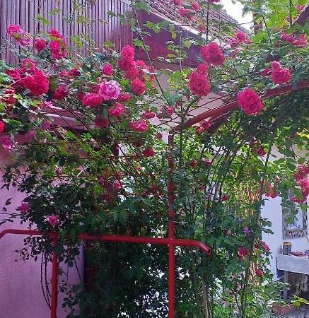 Cîrţişoara Casa Boierului Imbriヴィラ エクステリア 写真