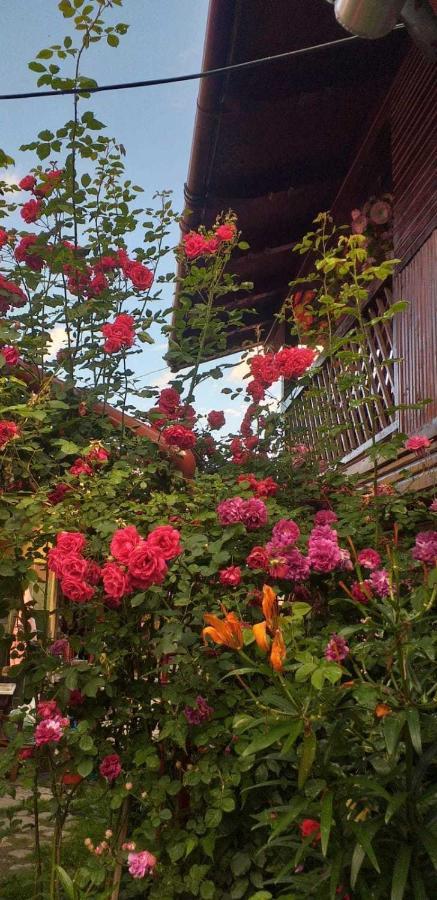 Cîrţişoara Casa Boierului Imbriヴィラ エクステリア 写真