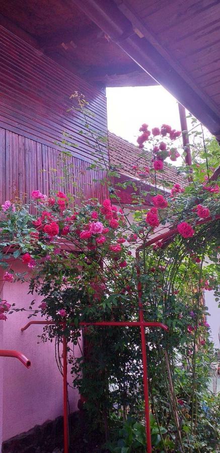 Cîrţişoara Casa Boierului Imbriヴィラ エクステリア 写真
