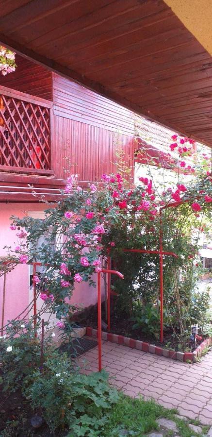 Cîrţişoara Casa Boierului Imbriヴィラ エクステリア 写真